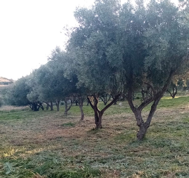 uliveto1